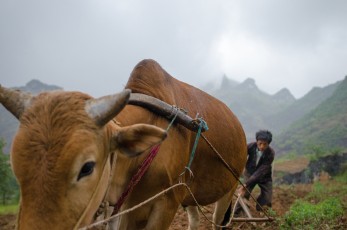 Plowing in the Mist