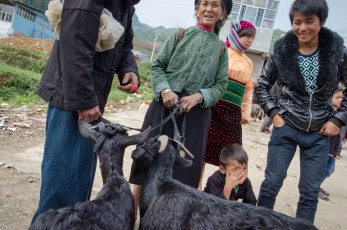 Selling goats